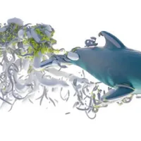 Research roundup: 6 cool science stories we almost missed