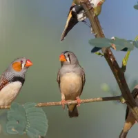 Songbirds reveal the dark side of making new brain cells as adults