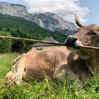 This cow uses tools like a primate—and scientists are stunned