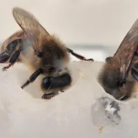 Scientists uncovered the nutrients bees were missing — Colonies surged 15-fold