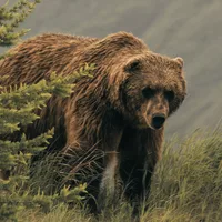 Why So Many Women Are Writing About Bears