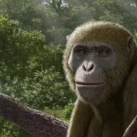 Scientists say we’ve been looking in the wrong place for human origins