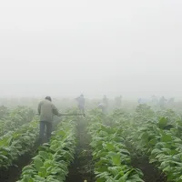 Tobacco could get a boost from the farm bill. How does that square with MAHA?