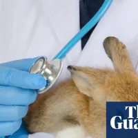 UK vets face crackdown over fees as pet owners ‘left in the dark’ on bills