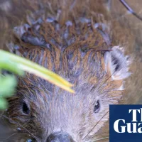 Beavers ‘breathe new life’ into Dorset as dams built and biodiversity returns