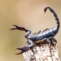 Metallic scorpion stingers, preeclampsia hope, canceled wind energy projects