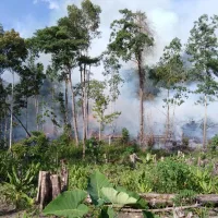 Wildfires in carbon-rich tropical peatlands hit 2000-year high