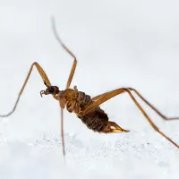 Scientists found a bug that generates its own heat in freezing cold