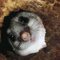 The strange animals that control their body heat