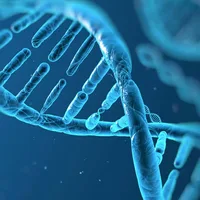 Genetic data reveals how brain structure contributes to autism and attention disorders